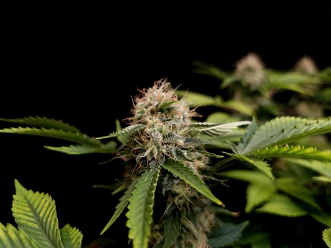 Snow White. Week 14