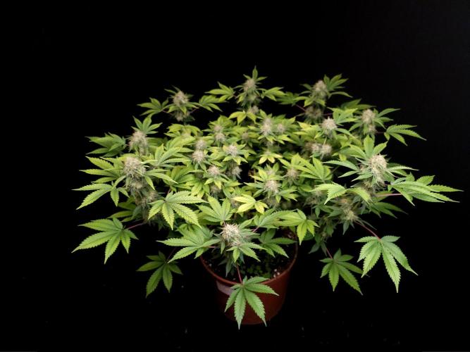 Snow White. Week 14