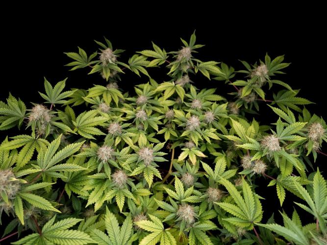 Snow White. Week 14