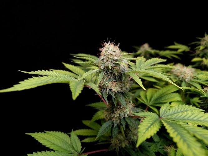 Snow White. Week 14