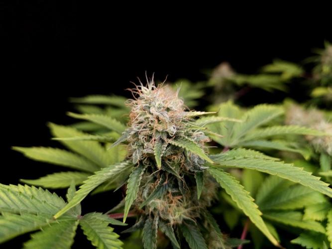Snow White. Week 14