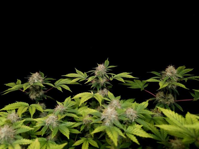 Snow White. Week 14