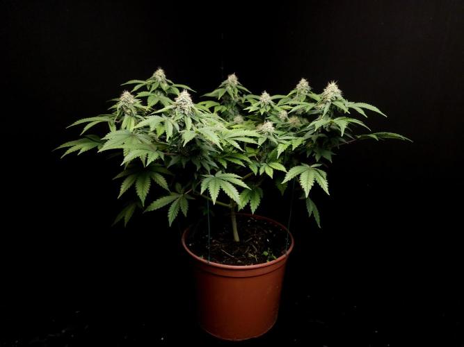 Skunk. Week 14