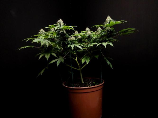 Skunk. Week 14