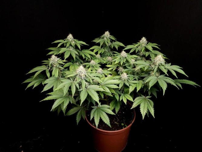 Skunk. Week 14