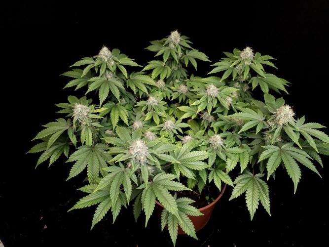 Skunk. Week 14