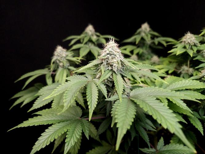 Skunk. Week 14