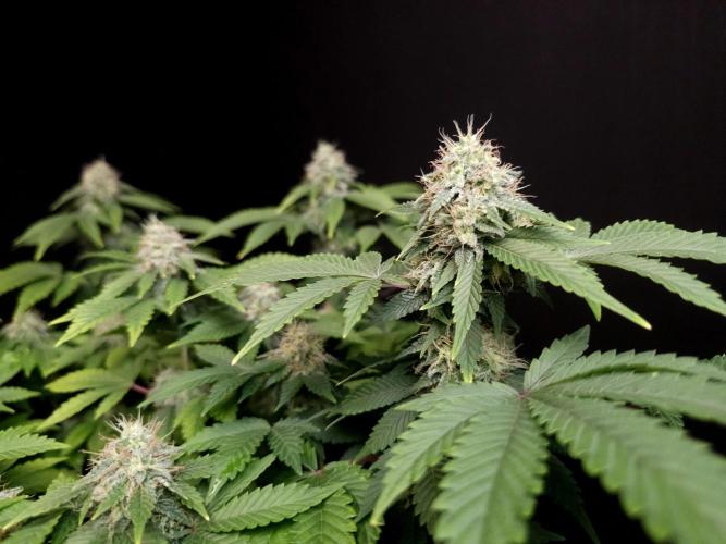 Skunk. Week 14