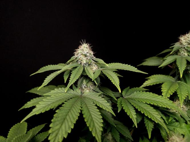 Skunk. Week 14