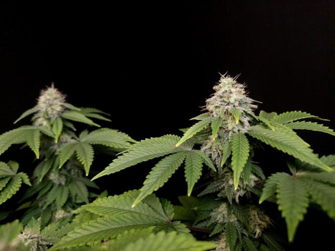 Skunk. Week 14