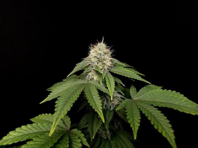 Skunk. Week 14