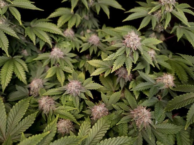 Skunk. Week 14