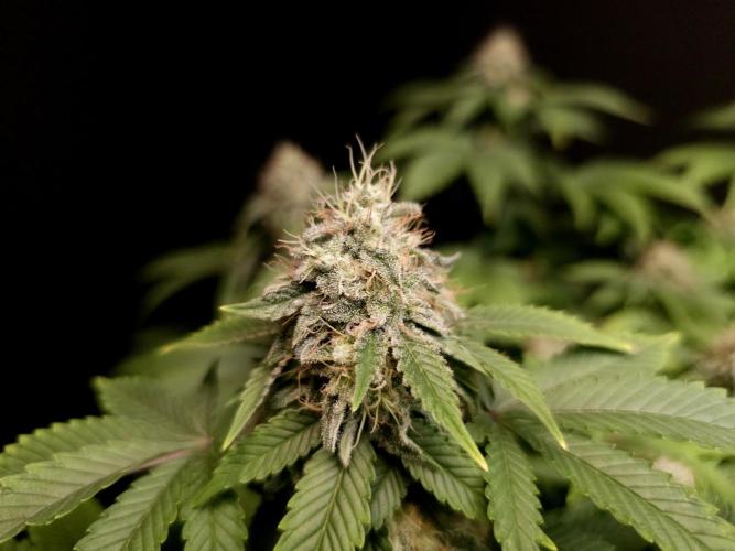Skunk. Week 14