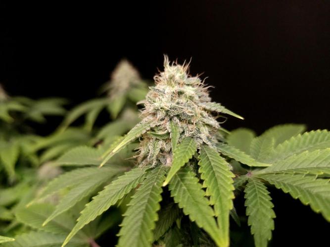 Skunk. Week 14