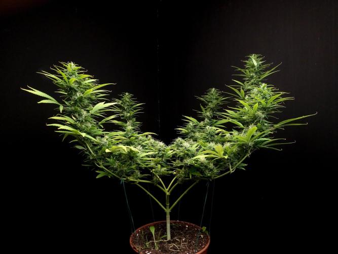 Power plant. Week 14