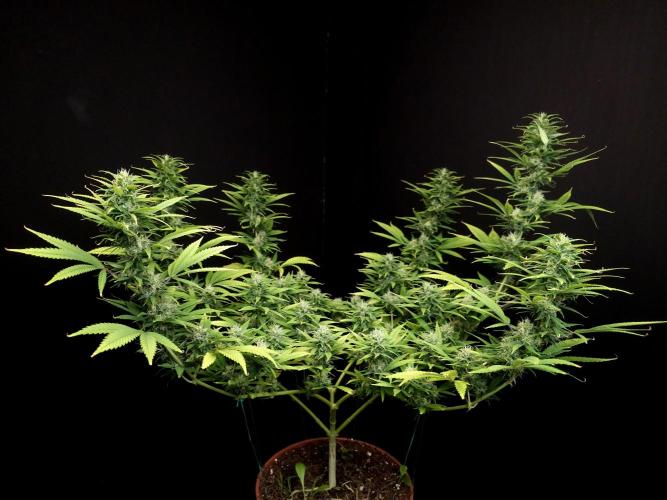 Power plant. Week 14