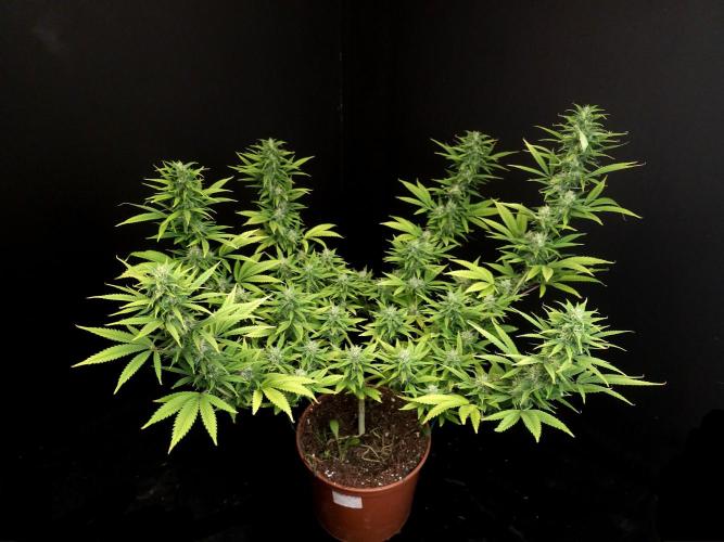 Power plant. Week 14