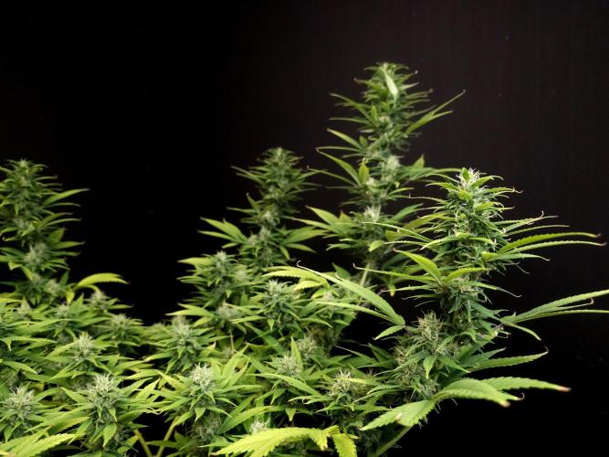 Power plant. Week 14