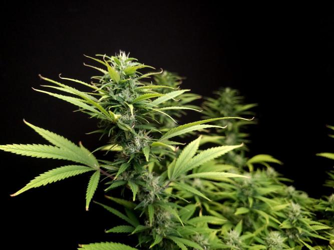 Power plant. Week 14