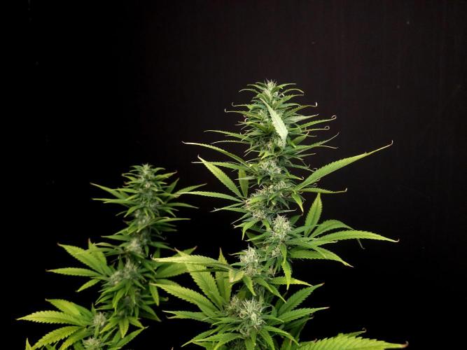 Power plant. Week 14