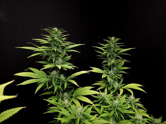 Power plant. Week 14