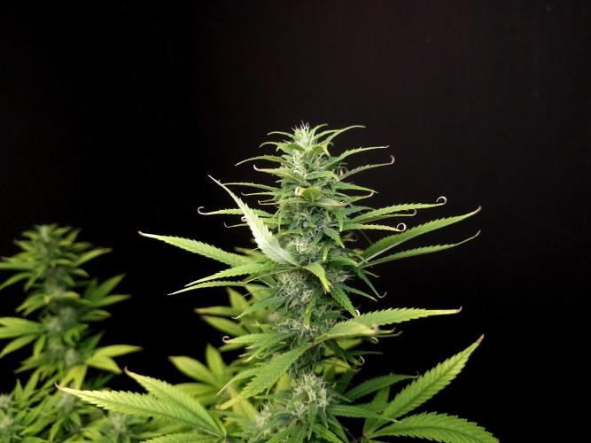 Power plant. Week 14