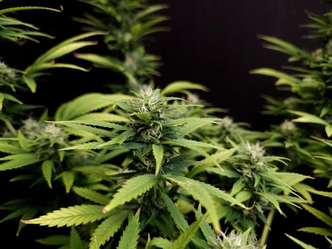 Power Plant. Week 14