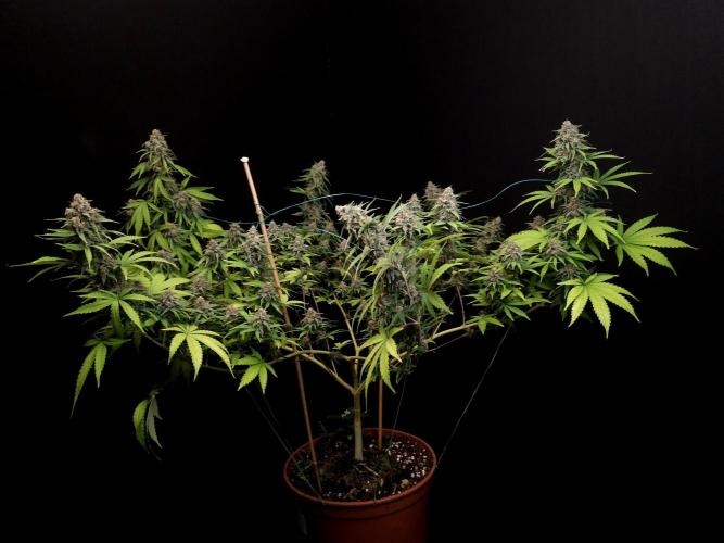 Zkittlez. Week 14