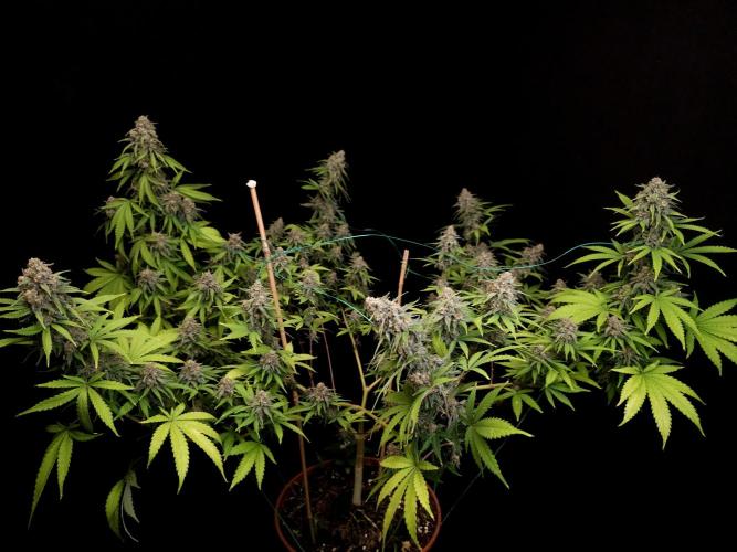 Zkittlez. Week 14