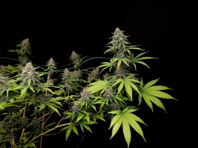 Zkittlez. Week 14