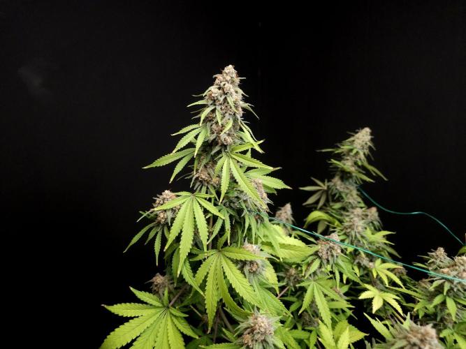 Zkittlez. Week 14