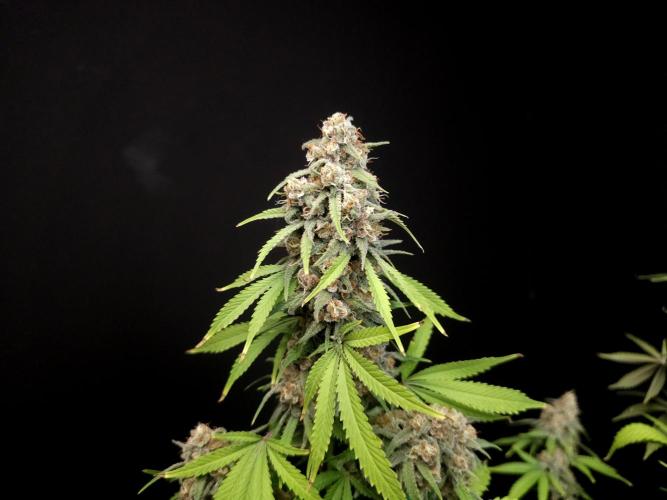 Zkittlez. Week 14