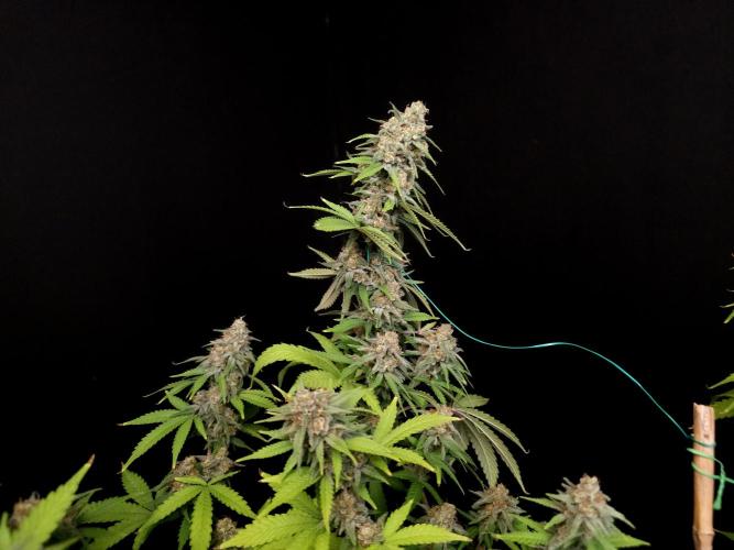 Zkittlez. Week 14