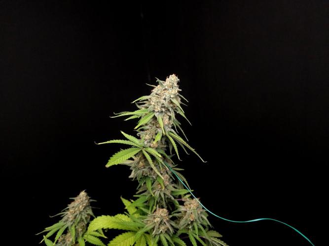 Zkittlez. Week 14