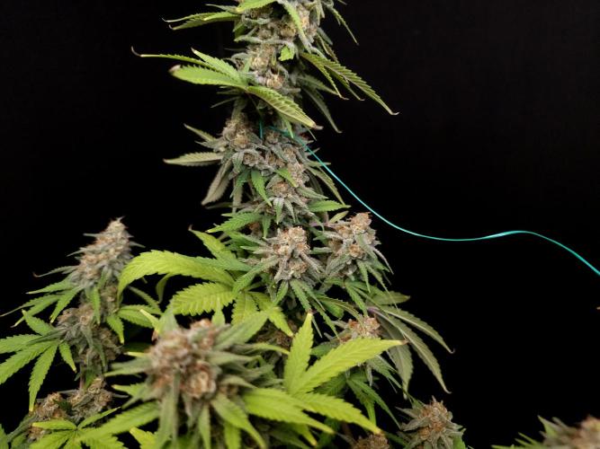Zkittlez. Week 14