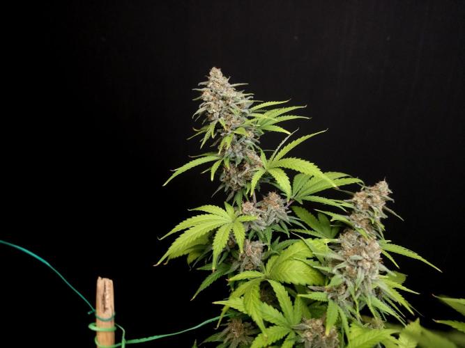 Zkittlez. Week 14