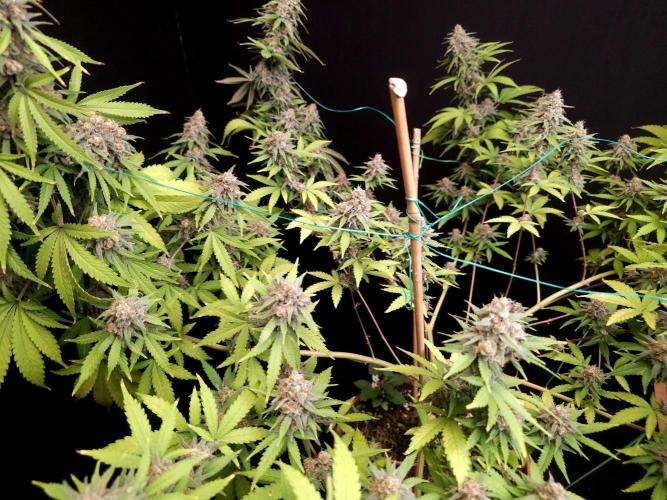 Zkittlez. Week 14