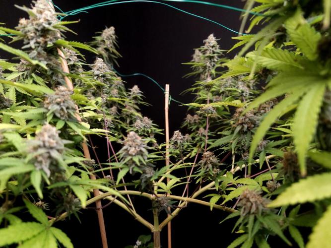 Zkittlez. Week 14
