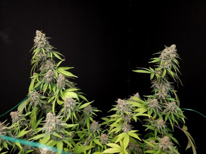 Zkittlez. Week 14