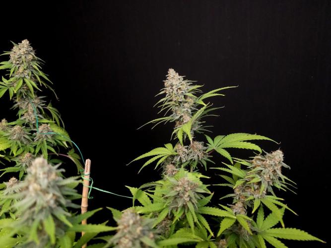 Zkittlez. Week 14