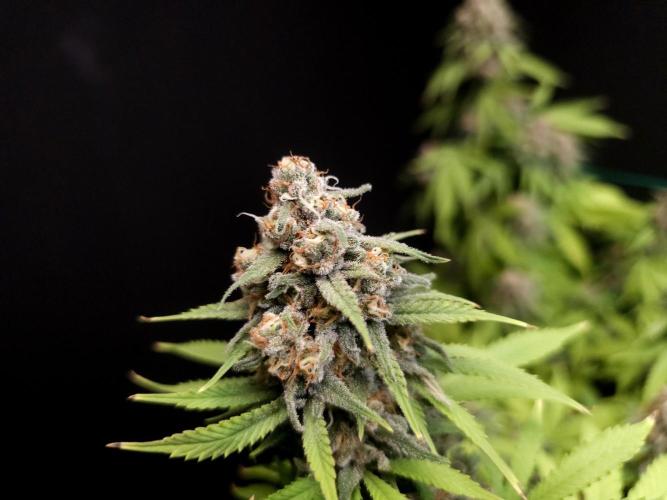 Zkittlez. Week 14