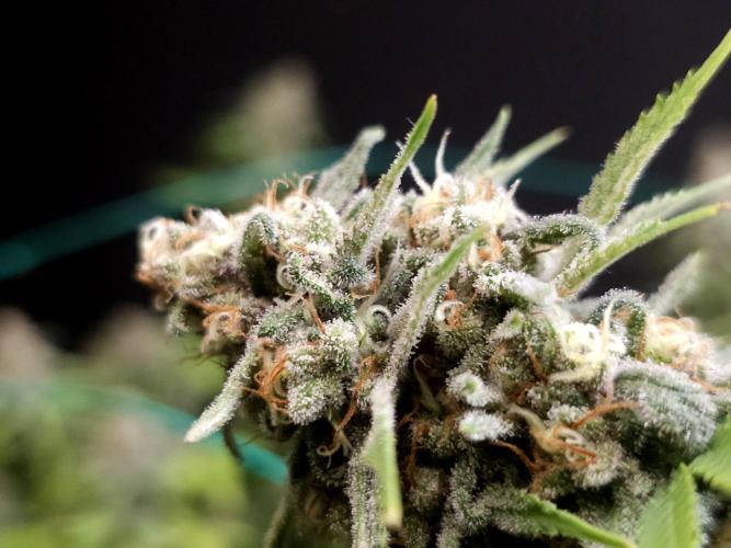 Zkittlez. Week 14