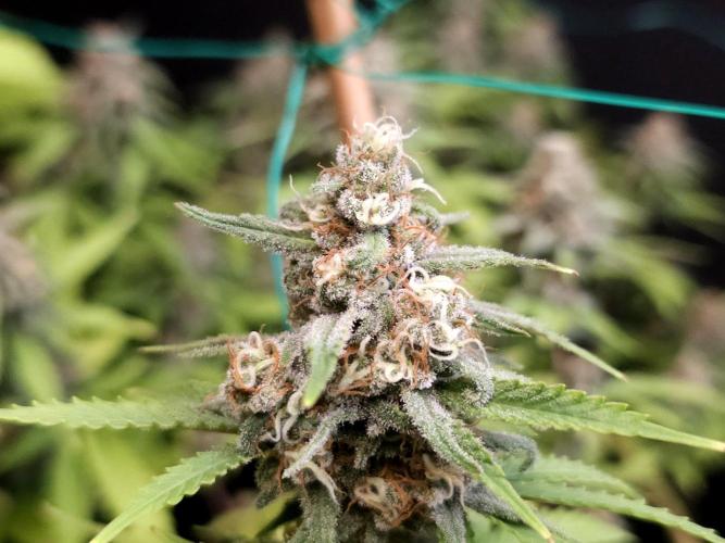 Zkittlez. Week 14