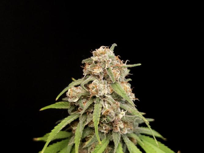 Zkittlez. Week 14