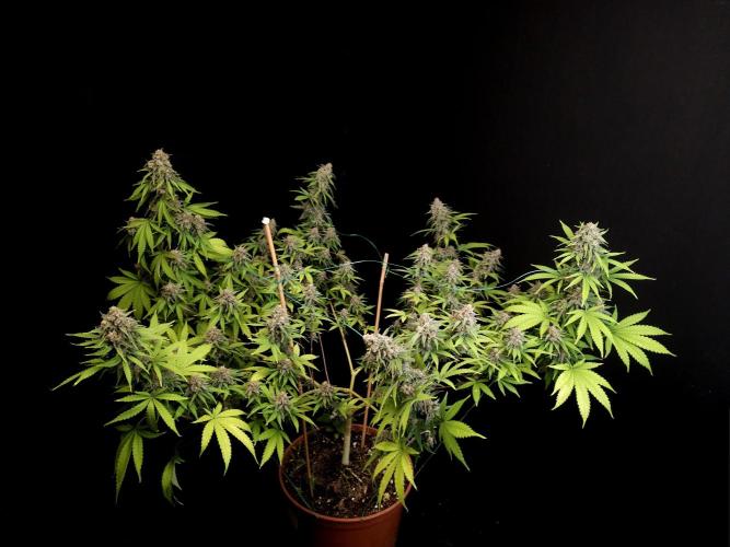 Zkittlez. Week 14