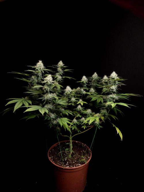 Girl Scoute Cookies. Week 14