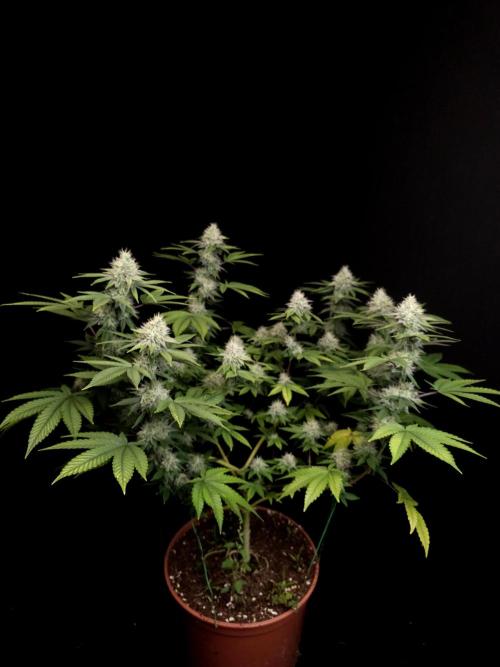 Girl Scoute Cookies. Week 14