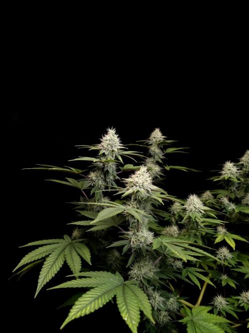 Girl Scoute Cookies. Week 14