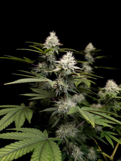 Girl Scoute Cookies. Week 14