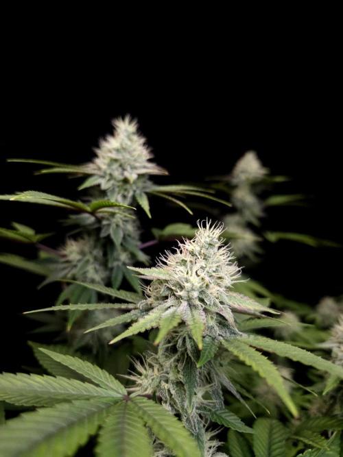Girl Scoute Cookies. Week 14